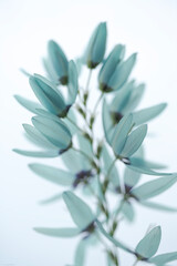 Obraz premium powder blue flowers F