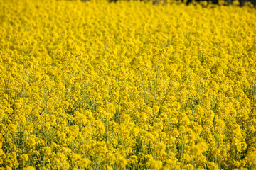 yellow rapeseed field