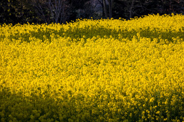 yellow rapeseed field