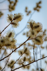 Spring flowering of silvery pussy-willow close-up.