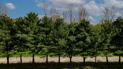 Obraz premium Pine Trees In The Park - aerial