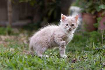 Very cute cream-colored kitty on a garden of a house playing