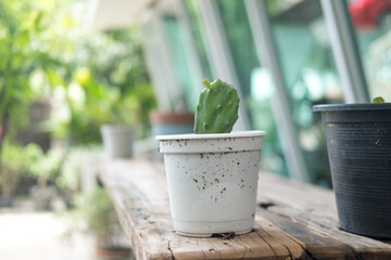 Beautiful white potted cactus place on wooden shelf