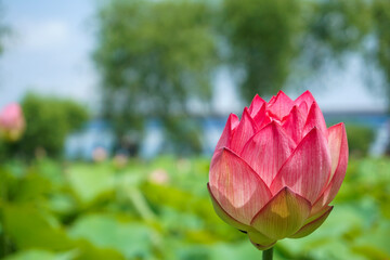 pink lotus flower