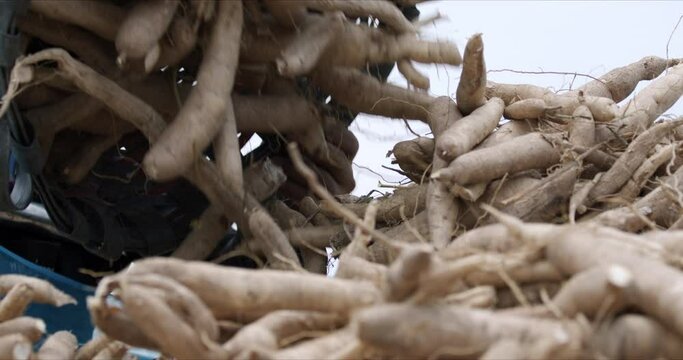 Asian gardener harvesting and move cassava to a truck.