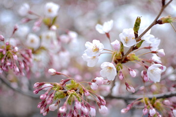 桜_Cherry blossoms_4