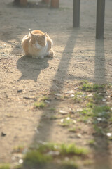 朝陽を浴びながら