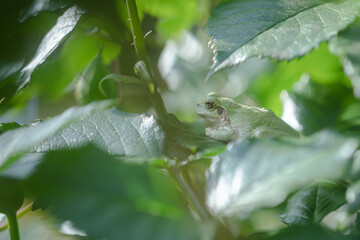 緑の中のアマガエル