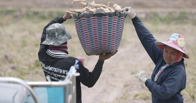 Asian gardener harvesting and move cassava to a truck.