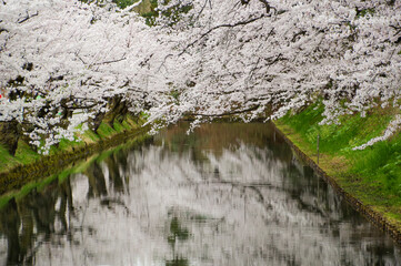 弘前城の濠に沿って咲く桜