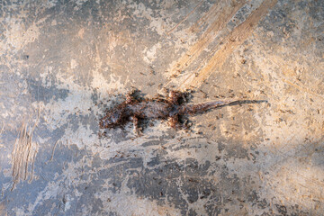 Team working concept,dead lizard body being eaten by group of red ants,Lizards are swarmed by ants.