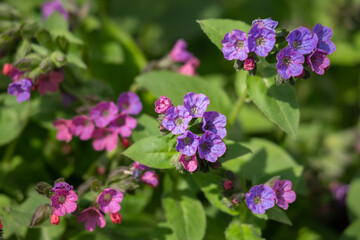 Pink and blue flowers  lungwort in the early spring.