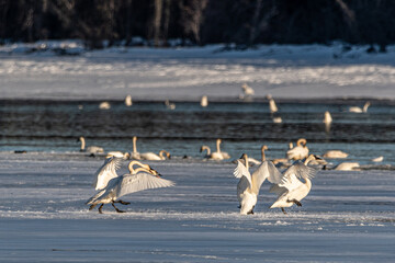 Tundra, trumpeter swans seen in northern Canada during their migration to the Bering Sea in April...