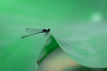 Dragonfly macro view. Dragonfly on green leaves