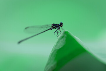 Dragonfly macro view. Dragonfly on green leaves