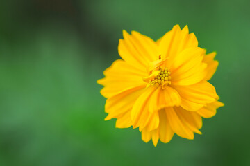 Yellow cosmos flowers blooming in the garden