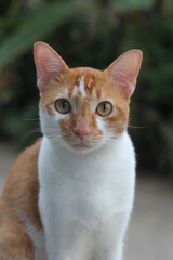 An orange male cat resting.