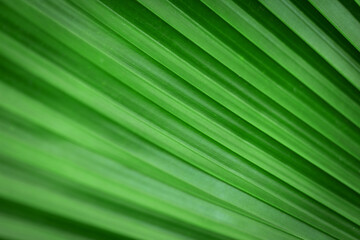 Pacifica or the Fiji fan palm leaves with beautiful pattern surface texture