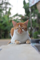 An orange male cat resting.