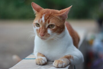 An orange male cat resting.