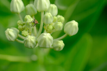 Obraz premium beautiful bug on the crown flower. 