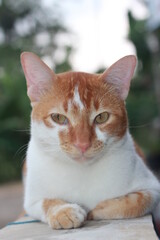 An orange male cat resting.