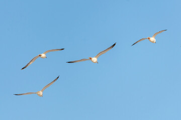 Arctic sea gulls, seen flying above with blue sky background, flapping wings in close up view. Taken in April, during their migration to the Bering Sea, Alaska. 