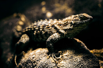 Leiocephalus carinatus - lizard iguana in a terrarium.