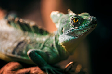 Basiliscus - basilisk lizard in detail.