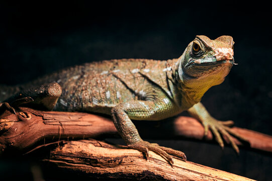 Basiliscus - basilisk lizard in detail.