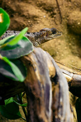 Basiliscus - basilisk lizard in detail.