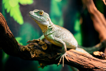 Basiliscus - basilisk lizard in detail.