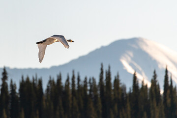 One arctic tundra, trumpeter swan seen in northern Canada flying across a snow capped mountain with sky behind during April. Taken from migration route in Marsh Lake, Yukon. 