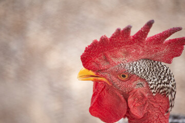Red crest headed rooster head portrait