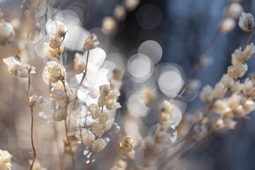 Dry wild flowers with structured petals in the form of veins. Dried flowers in a natural...