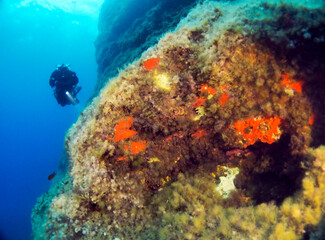 Fototapeta na wymiar Scuba Diving Malta Gozo Comino