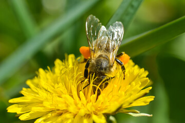 Honey bee close up on dandelion flower. Bee full of pollen collecting nectar on a wild yellow dandelion flower, blurred green spring background
