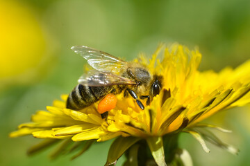 Honey bee close up on dandelion flower. Bee full of pollen collecting nectar on a wild yellow dandelion flower, blurred green spring background