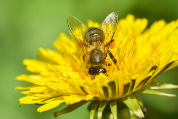 Honey bee close up on dandelion flower. Bee full of pollen collecting nectar on a wild yellow dandelion flower, blurred green spring background