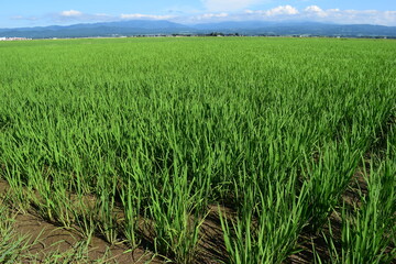 田園風景 日本有数の米どころ 山形県庄内