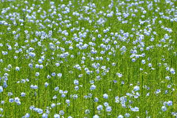 Champ de lin en fleur