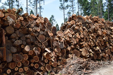 切り出された杉の丸太