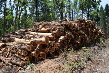 切り出された杉の丸太