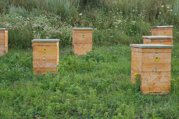 Hives of bees in the apiary, Eco honey.