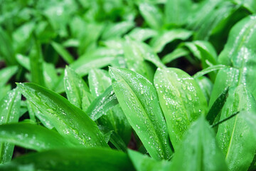 Ramsons or wild garlic leek (Allium ursinum) in the spring forest after rain. Edible herbal.