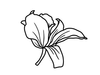 Obraz premium Hand drawing and sketch flower with line art illustration.