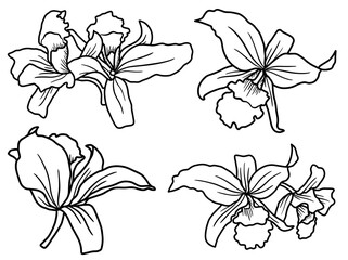 Hand drawing and sketch flower with line art illustration.