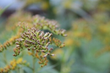 close up of a plant