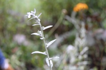 flowers in the garden