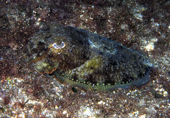 Scuba Diving Malta Gozo Comino